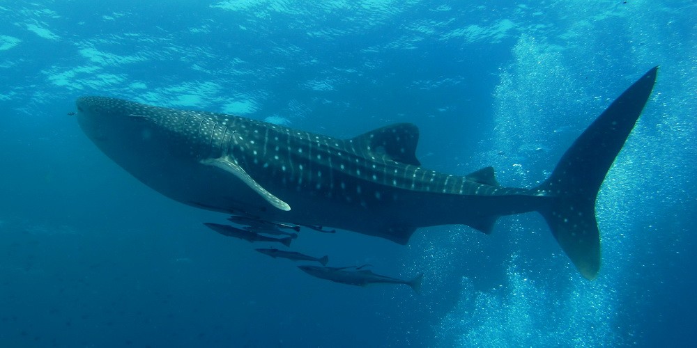 Swim with the Whale Shark
